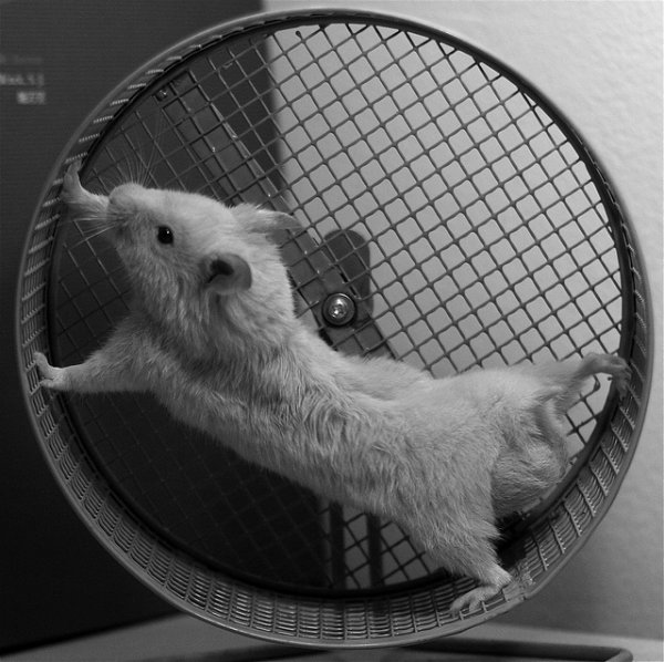 giant hamster wheel for cats